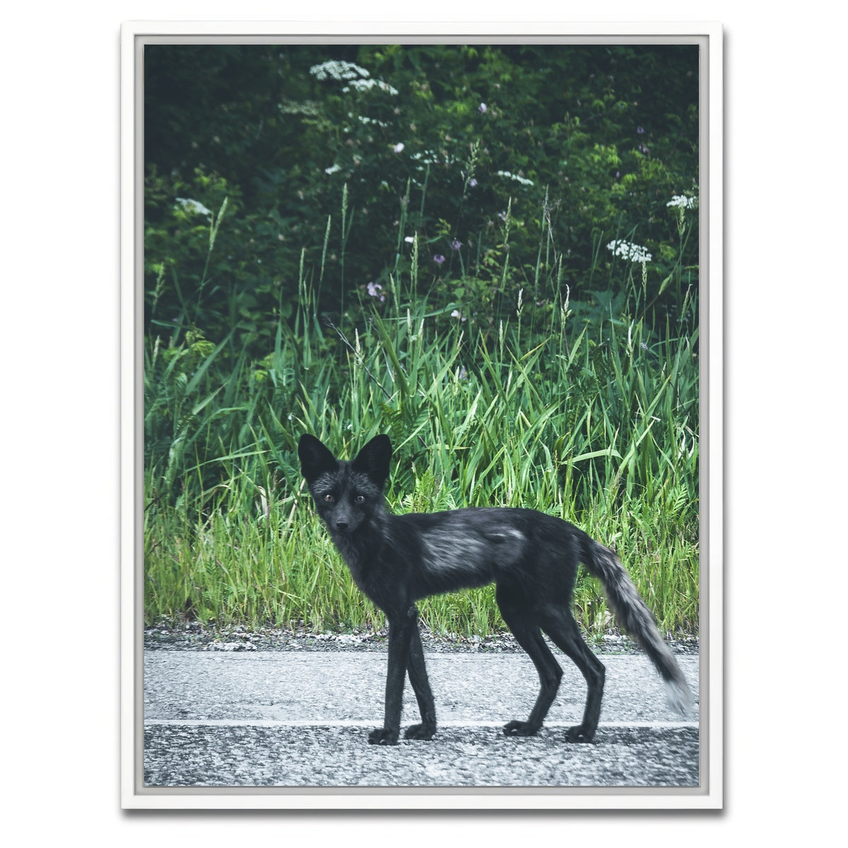 AUTO-MOCKUP WHITE | wildlife northern bc | 1 Piece | White Framed Canvas | group=3x4