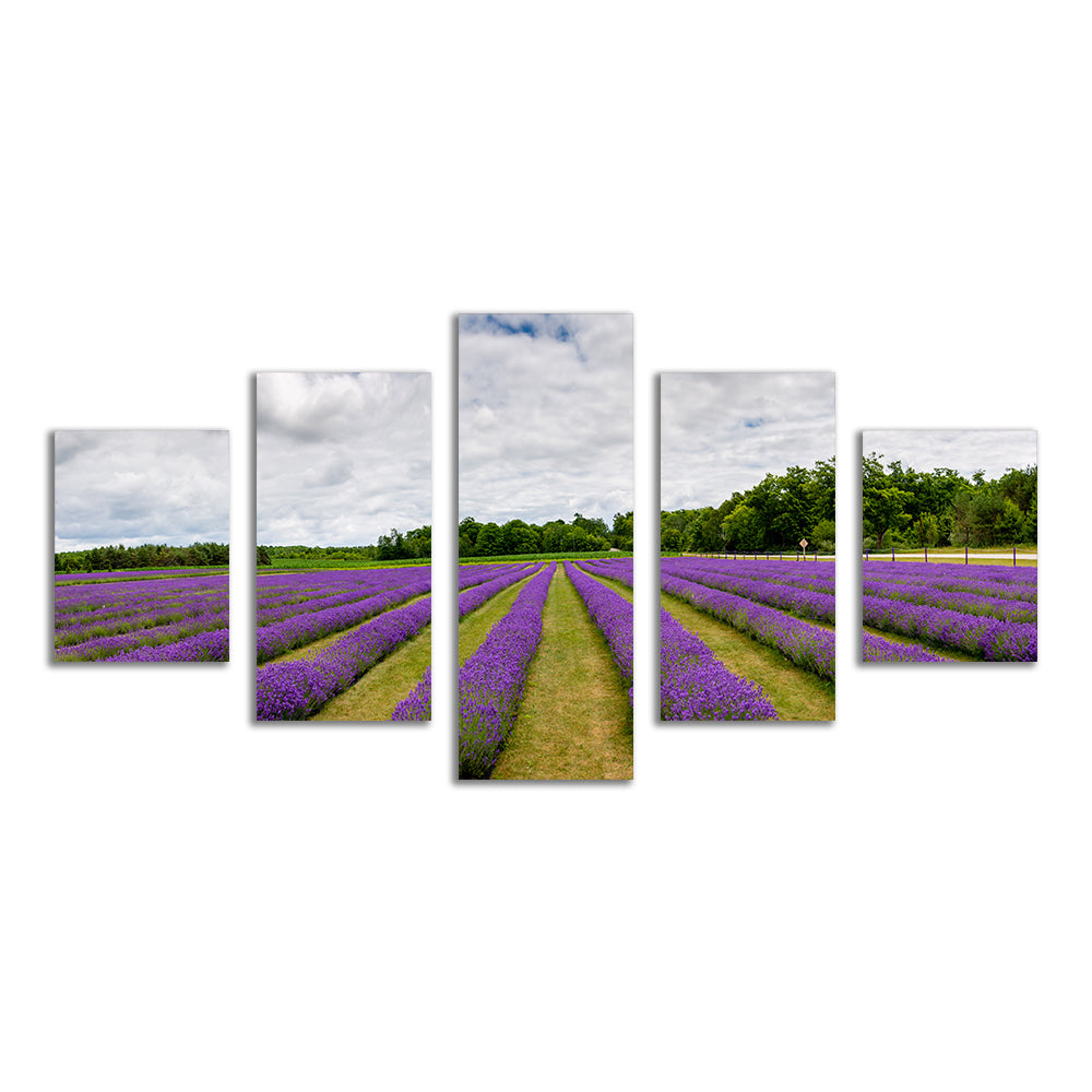 Lavender Rose Door County Wall Art