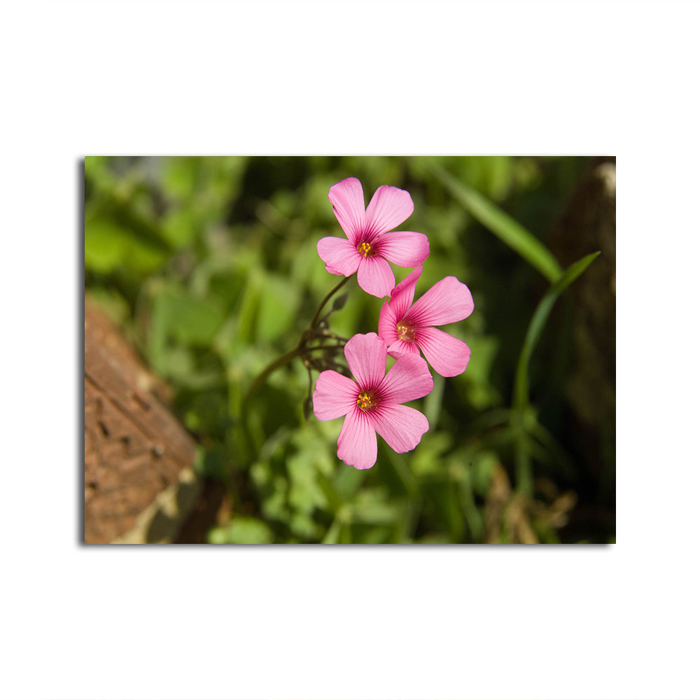 Purple Wildflower - North Arkansas Wall Art