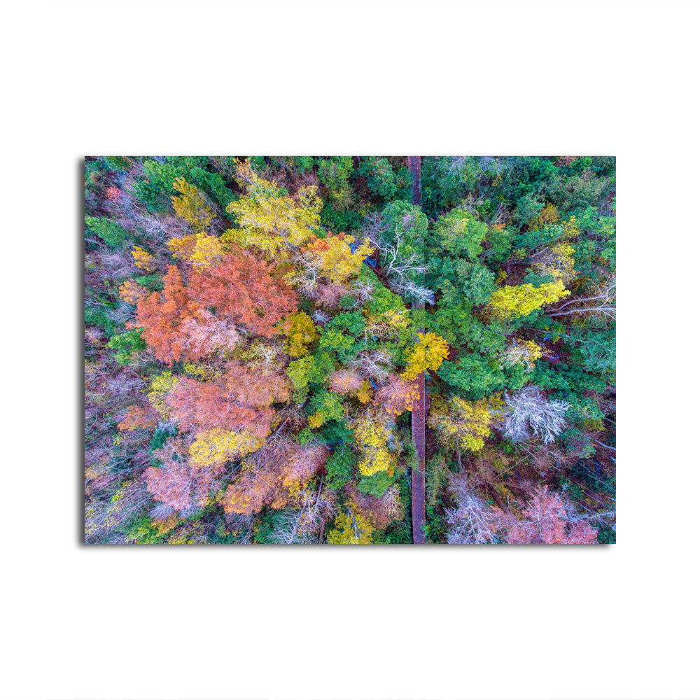 Bayfront Park Nature Boardwalk From Above Wall Art