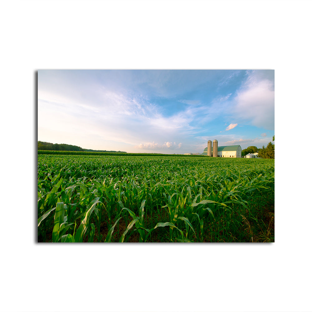 Wisconsin Dairy Farm By Field Of Corn Wall Art