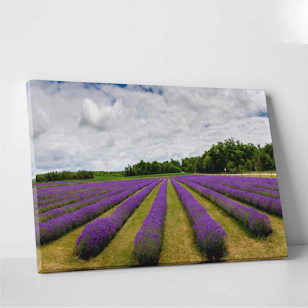 Lavender Rose Door County Wall Art