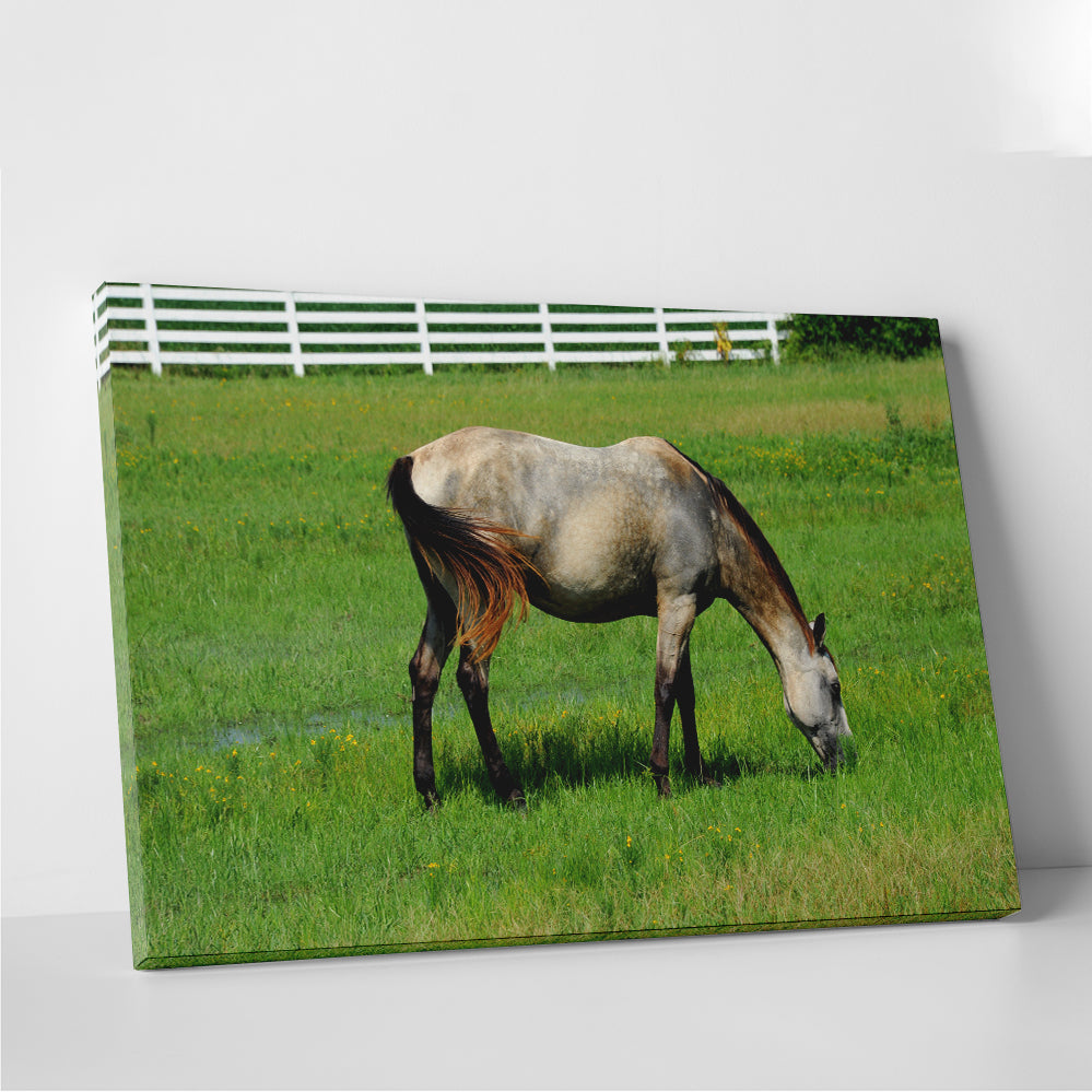 Arkansas Horse Grazing Wall Art