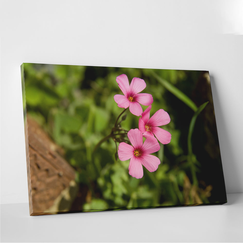 Purple Wildflower - North Arkansas Wall Art