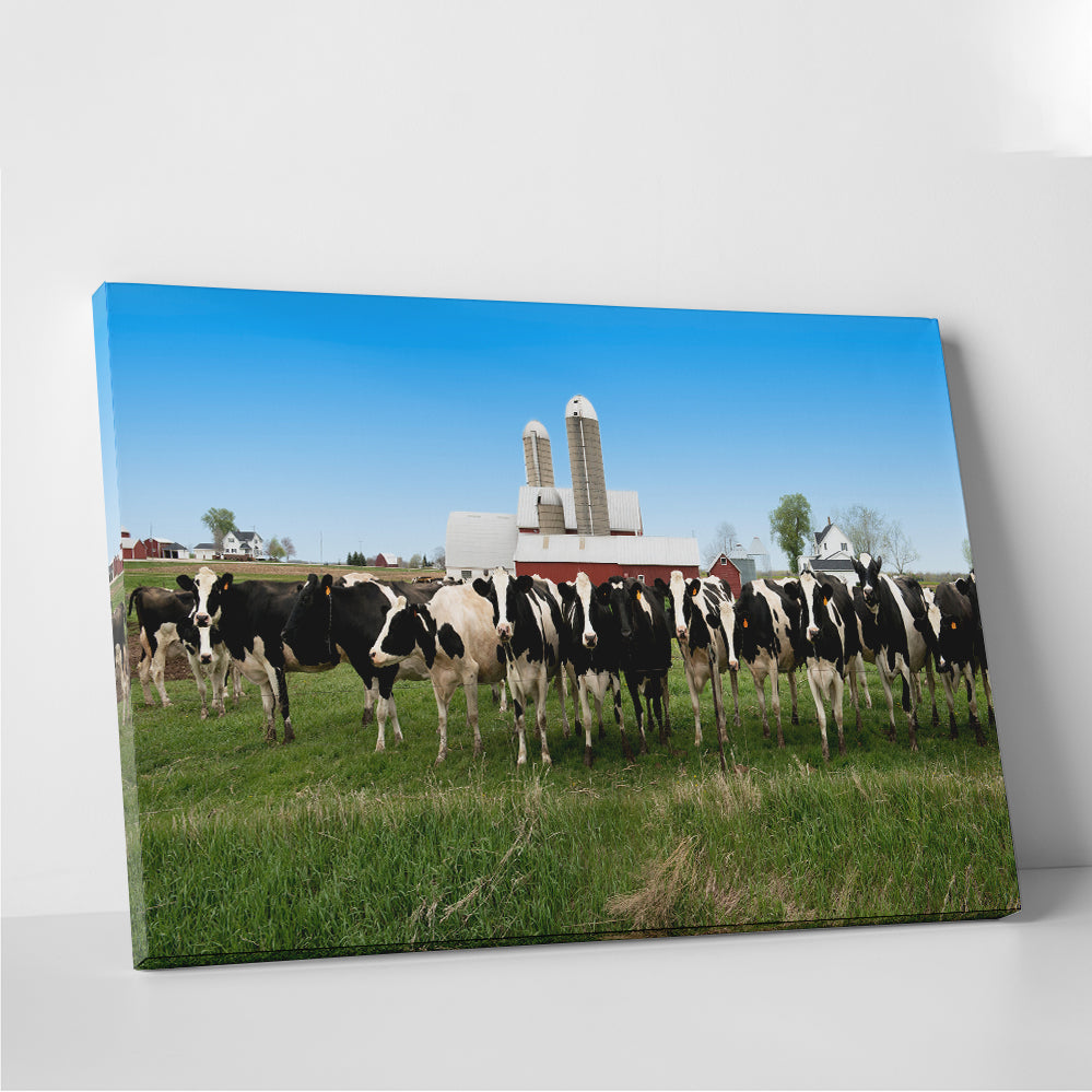 Wisconsin Dairy Cows