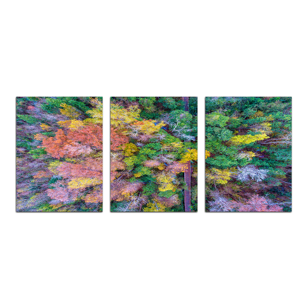 Bayfront Park Nature Boardwalk From Above Wall Art