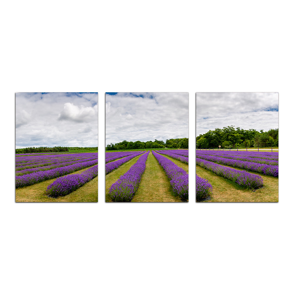 Lavender Rose Door County