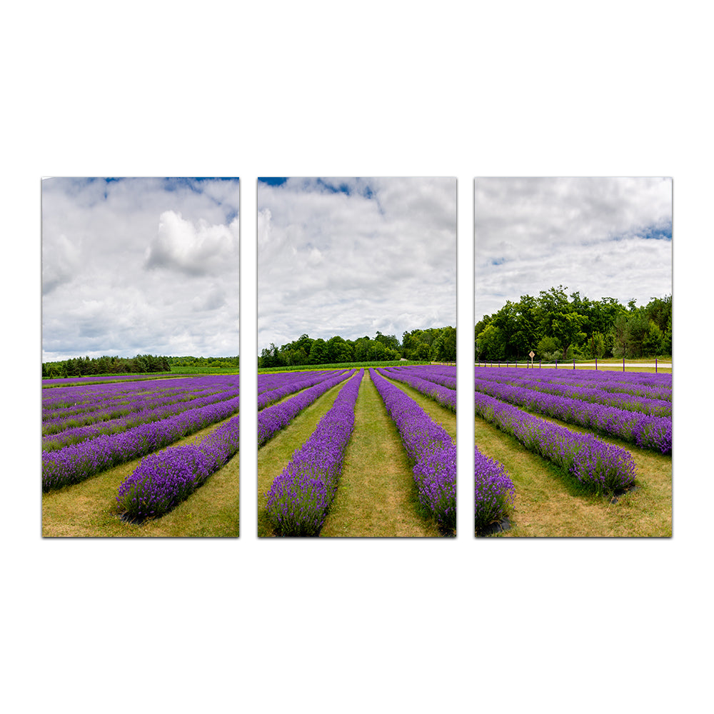 Lavender Rose Door County Wall Art