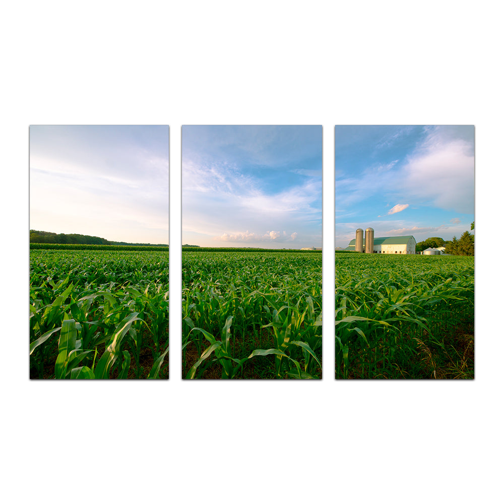 Wisconsin Dairy Farm By Field Of Corn