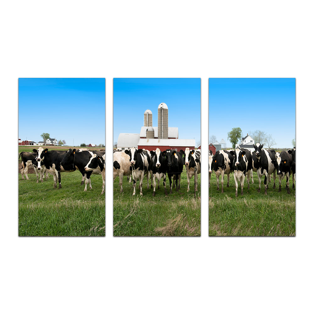 Wisconsin Dairy Cows Wall Art