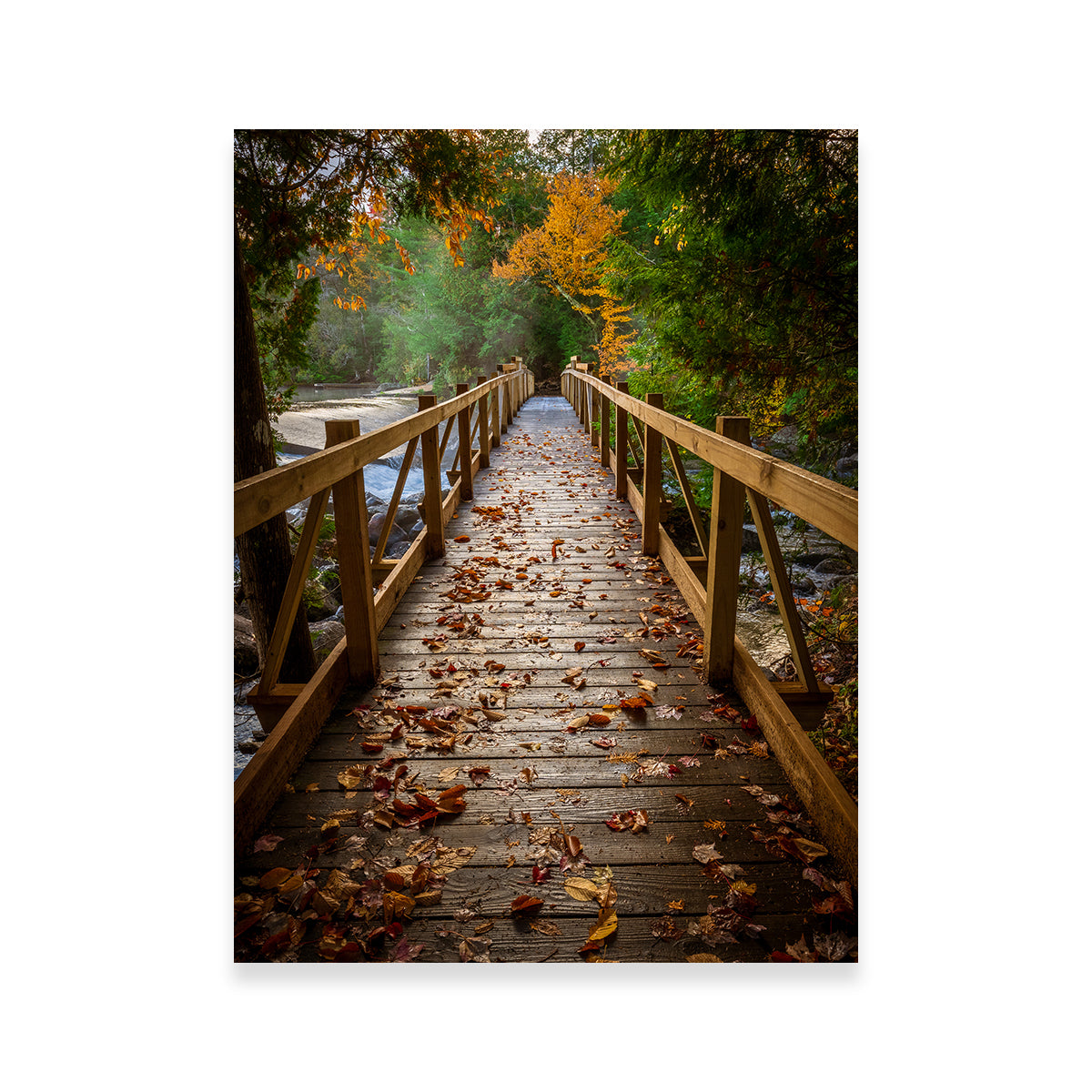 A Walk in the Woods Wall Art