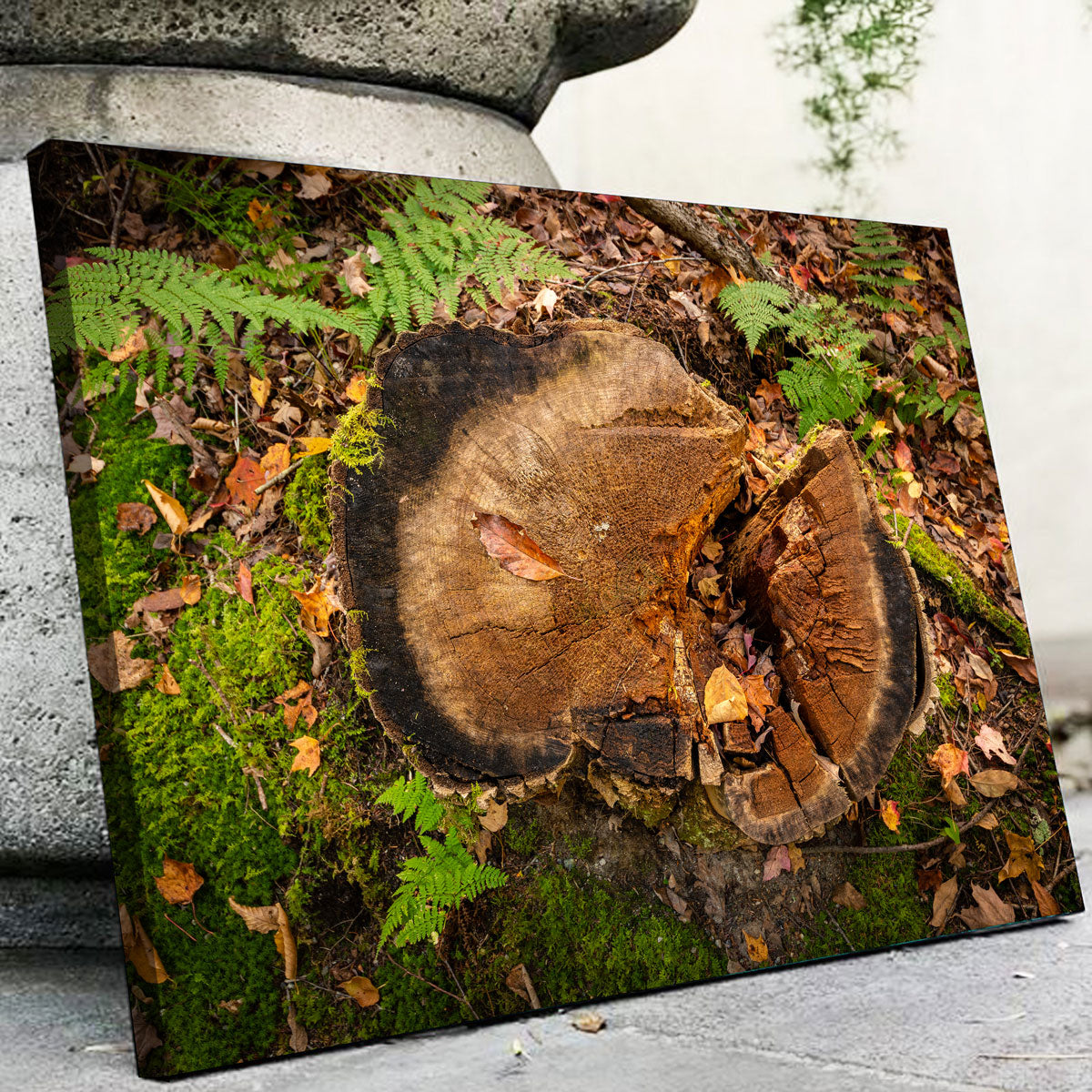 Adirondack Stump Wall Art