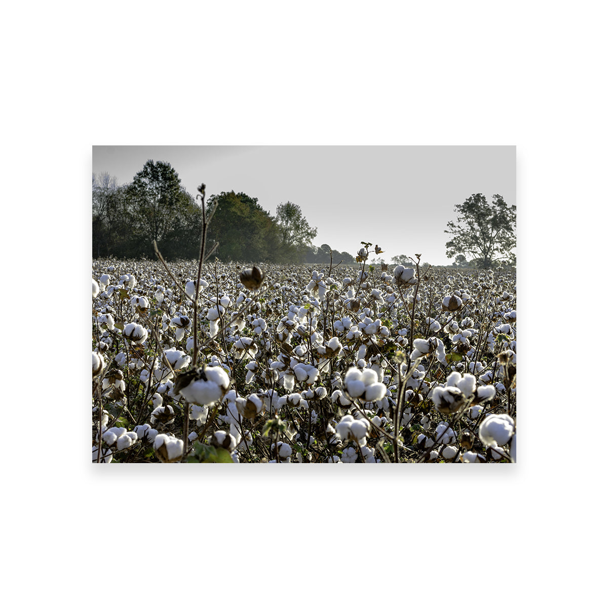 Alabama Cotton Field Wall Art