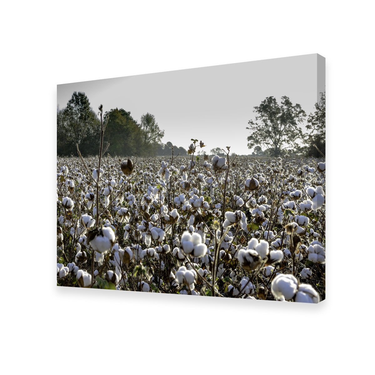 Alabama Cotton Field Wall Art