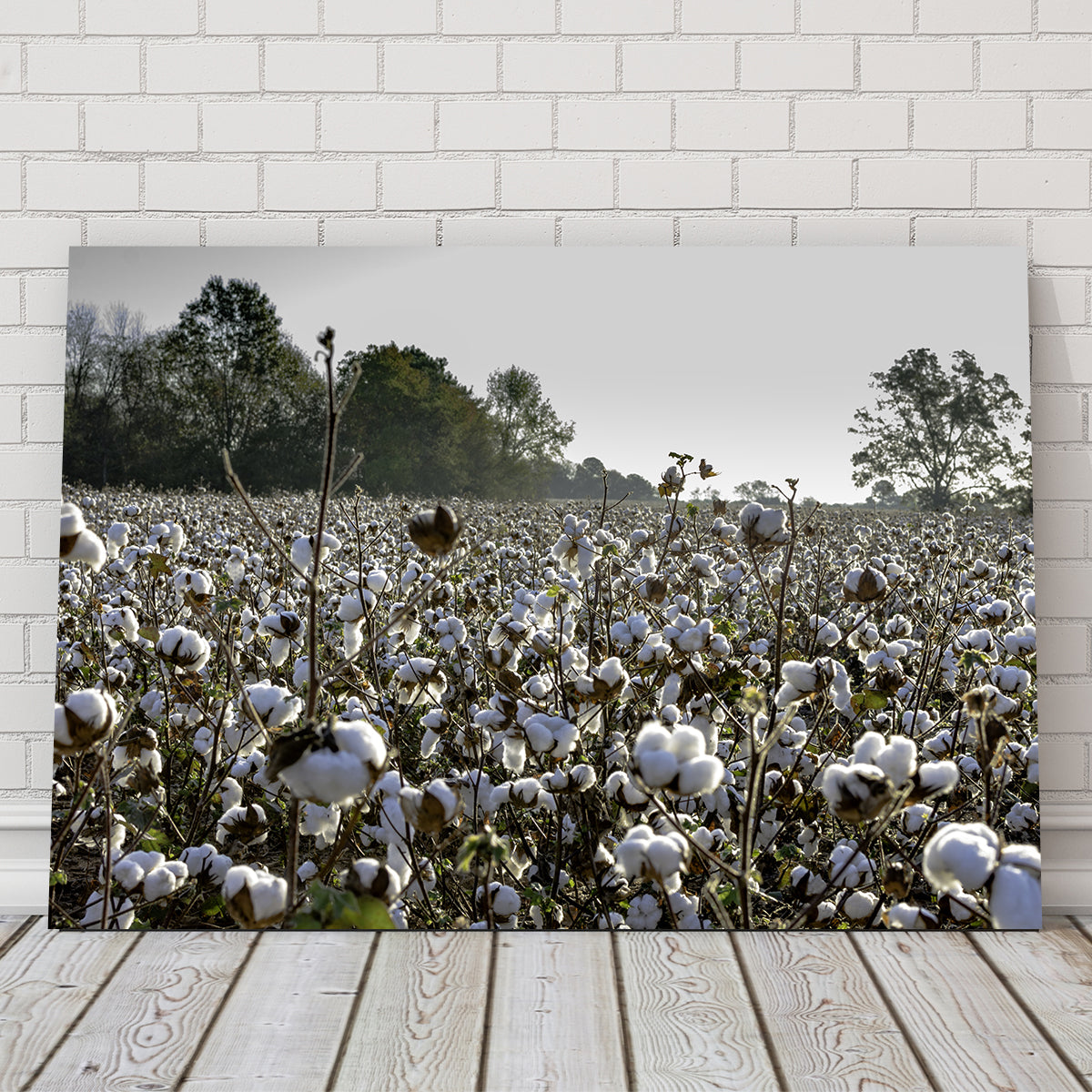 Alabama Cotton Field Wall Art