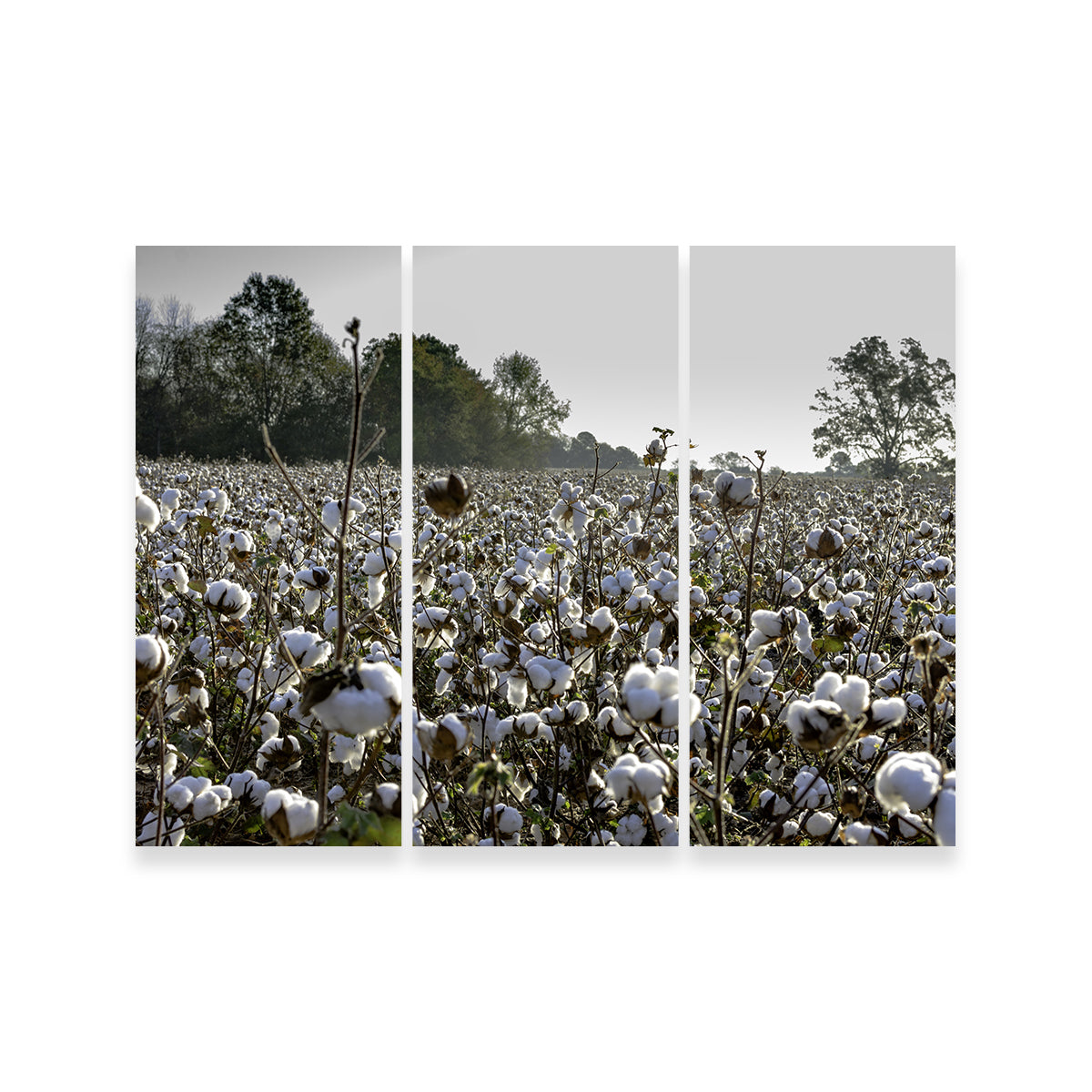 Alabama Cotton Field Wall Art