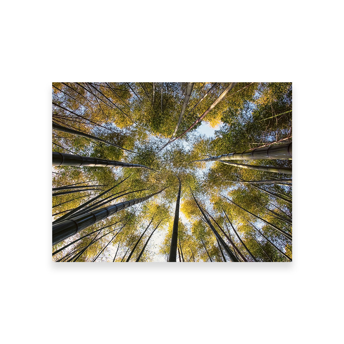 Bamboo Grove Wall Art