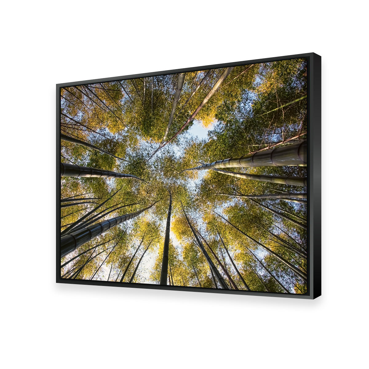 Bamboo Grove Wall Art