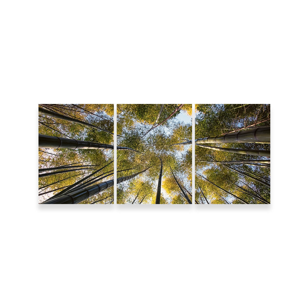 Bamboo Grove Wall Art