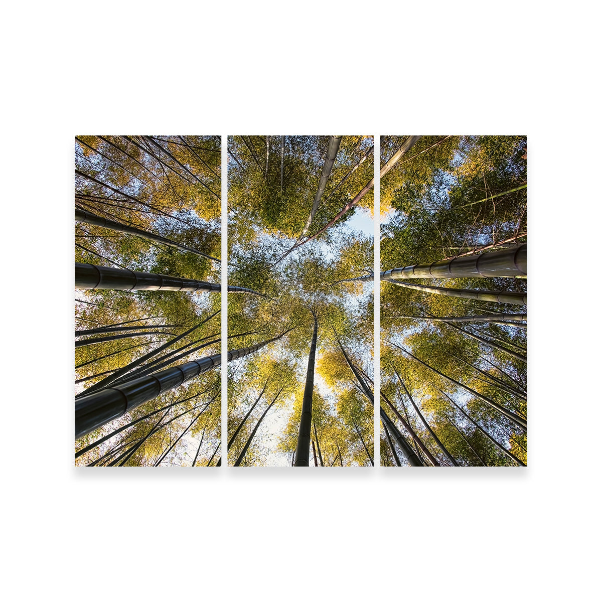 Bamboo Grove Wall Art