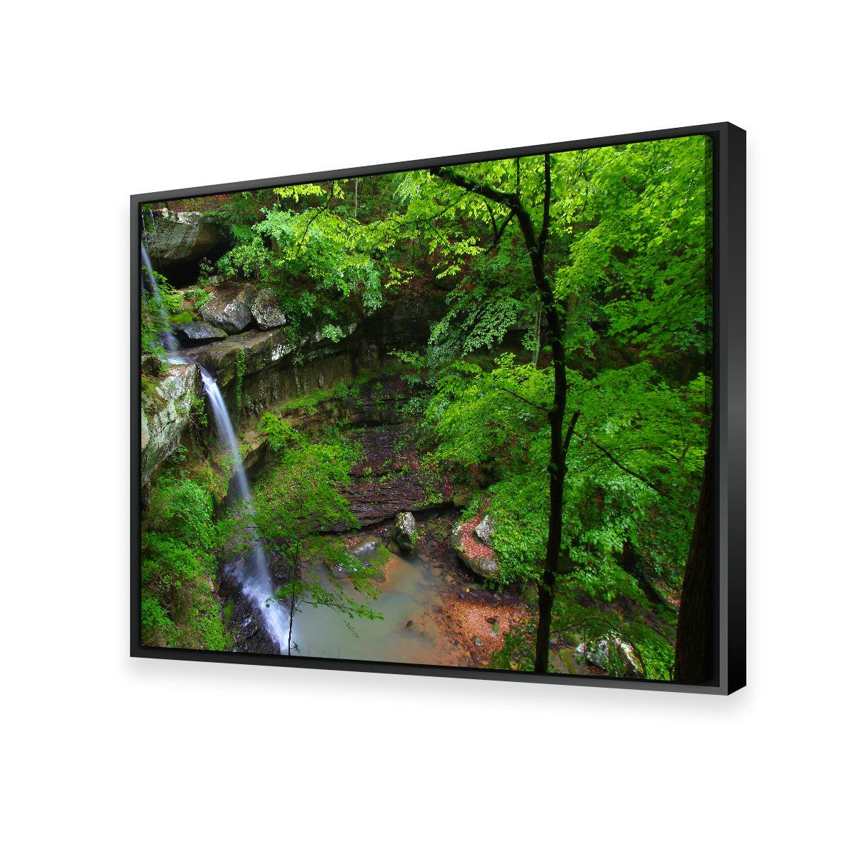Bankhead National Forest Wall Art