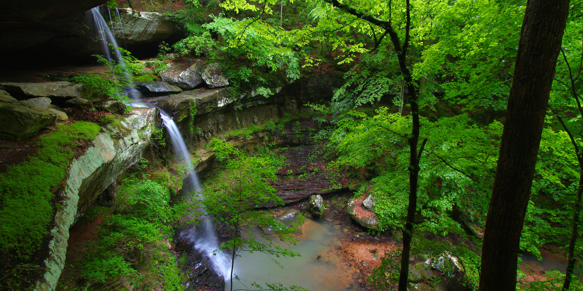 Bankhead National Forest Wall Art