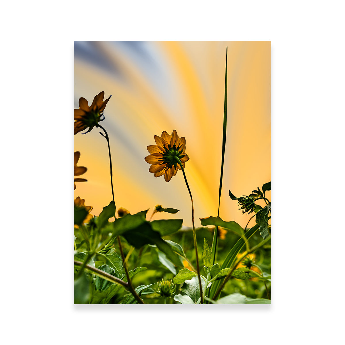 Beach Sunflowers Wall Art