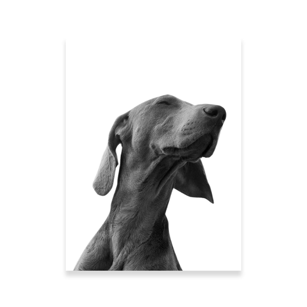Black Dog Wall Art