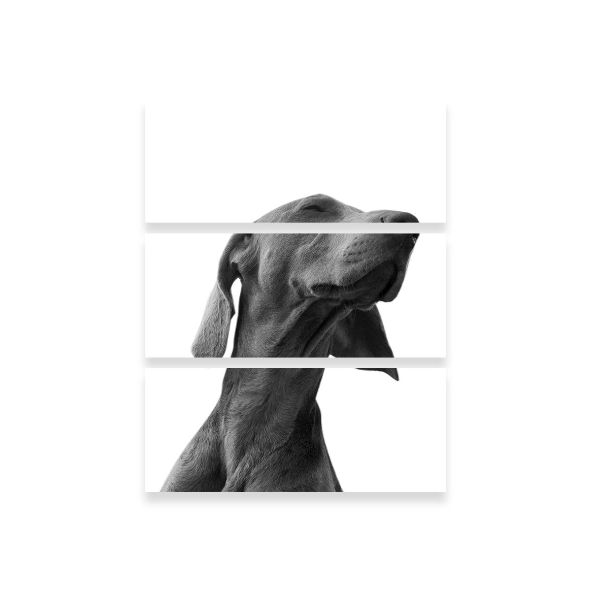 Black Dog Wall Art