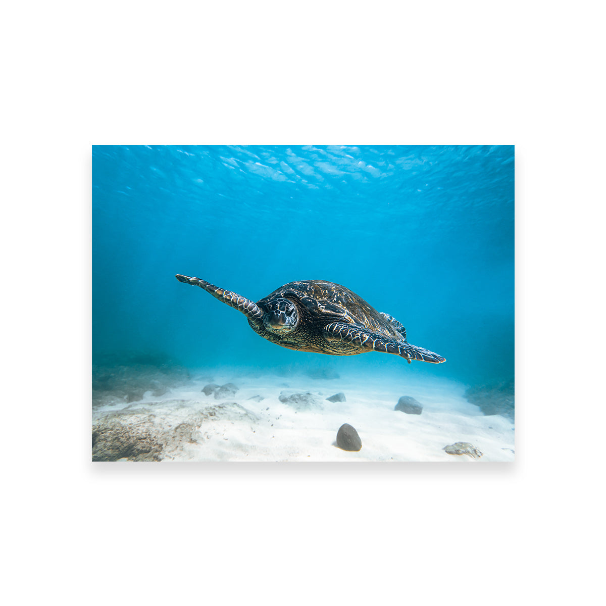 Blue Turtle Wall Art