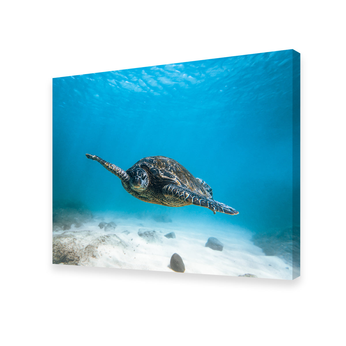 Blue Turtle Wall Art