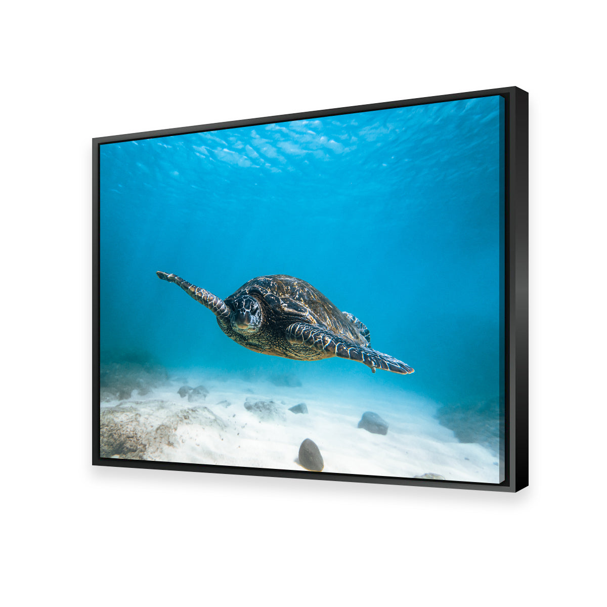Blue Turtle Wall Art