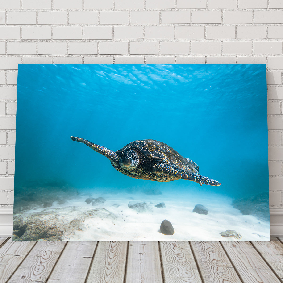 Blue Turtle Wall Art
