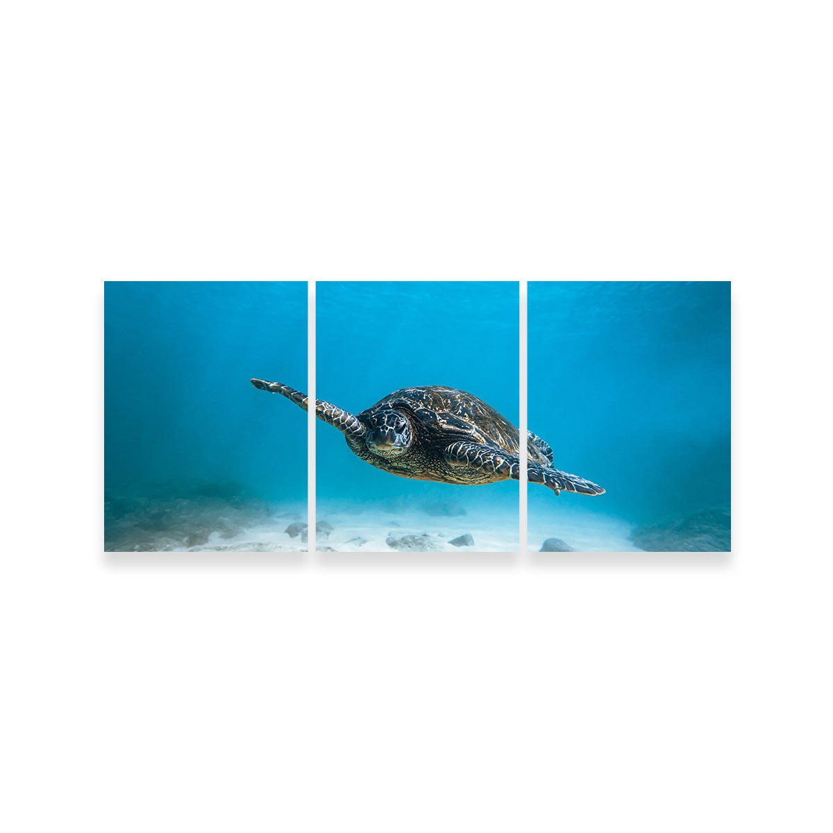 Blue Turtle Wall Art