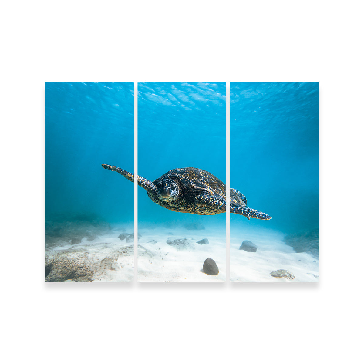 Blue Turtle Wall Art