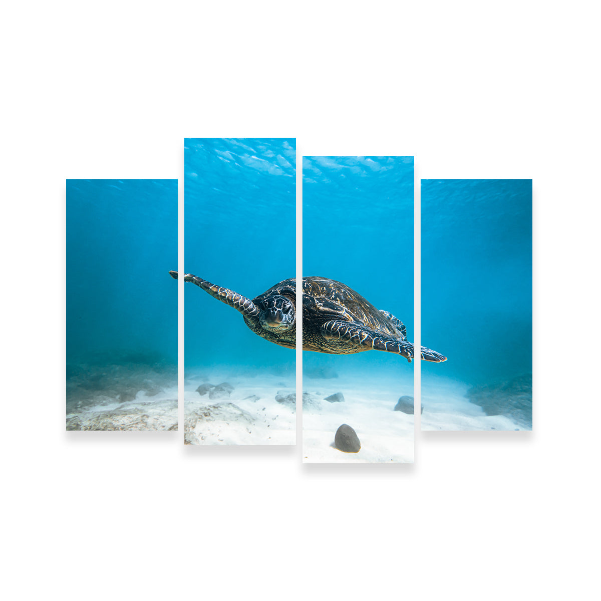 Blue Turtle Wall Art