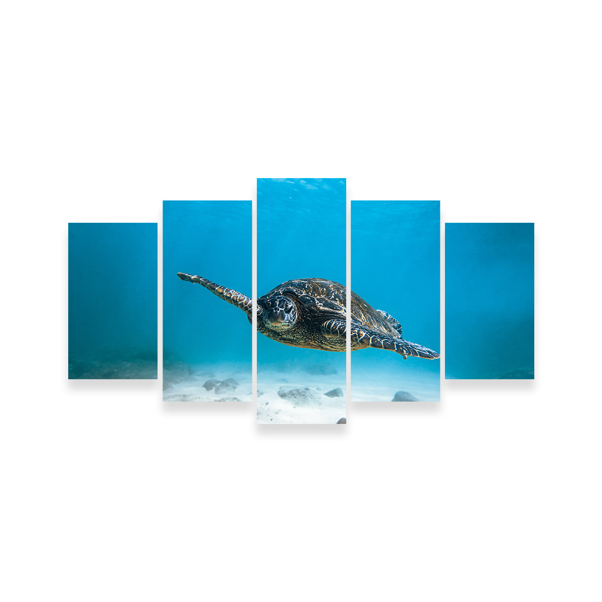 Blue Turtle Wall Art
