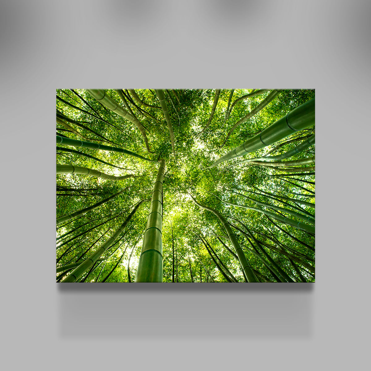 Canopy in Pisa Italy Wall Art