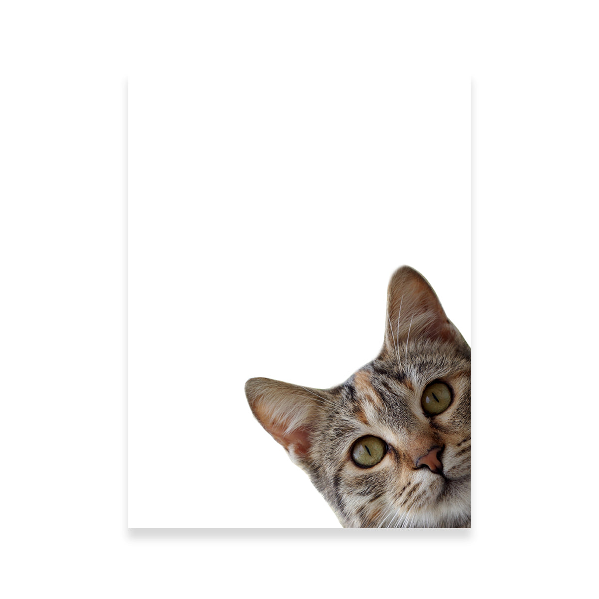 Cat Face Wall Art