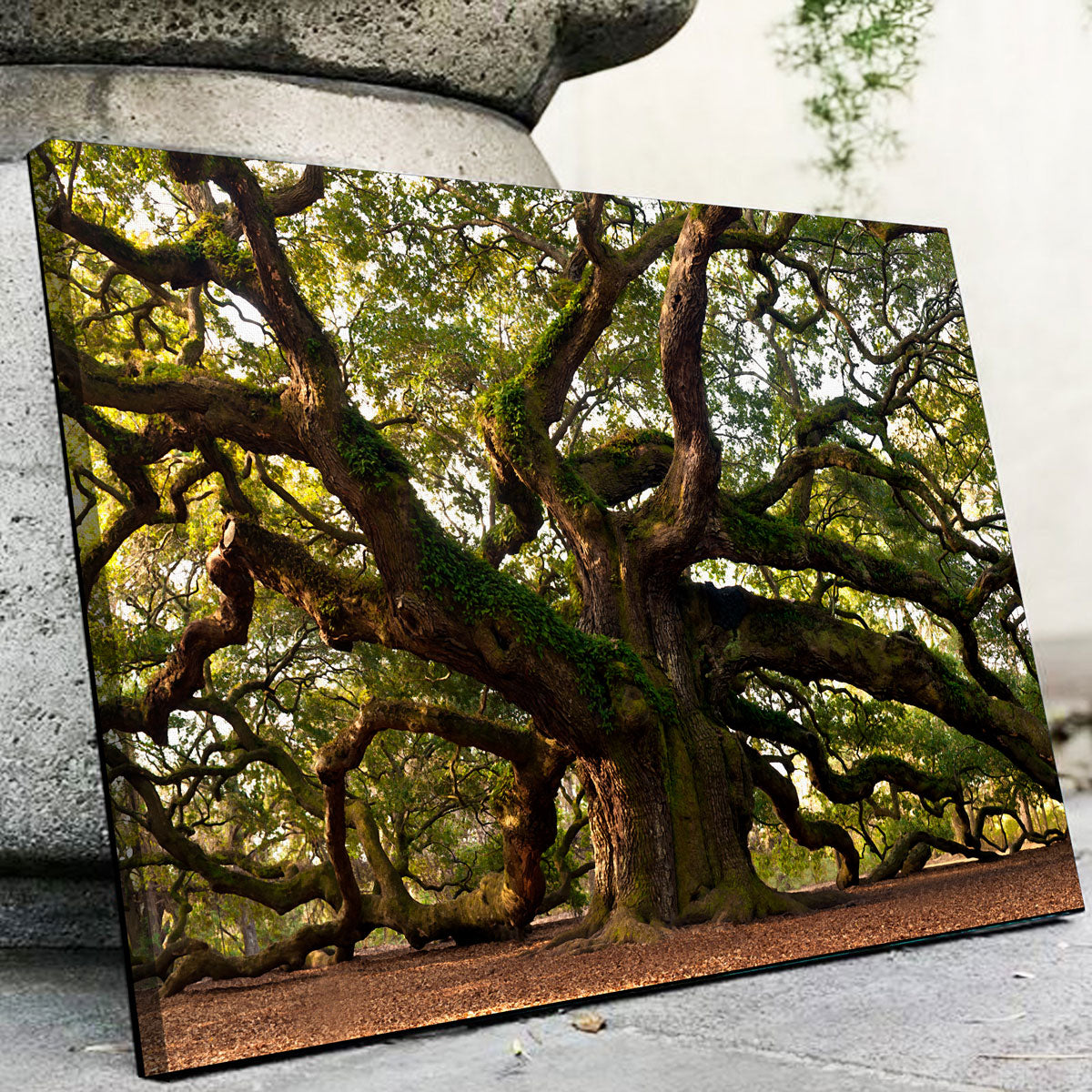 Angel Oak Tree Large Framed deals Print in Gold Frame