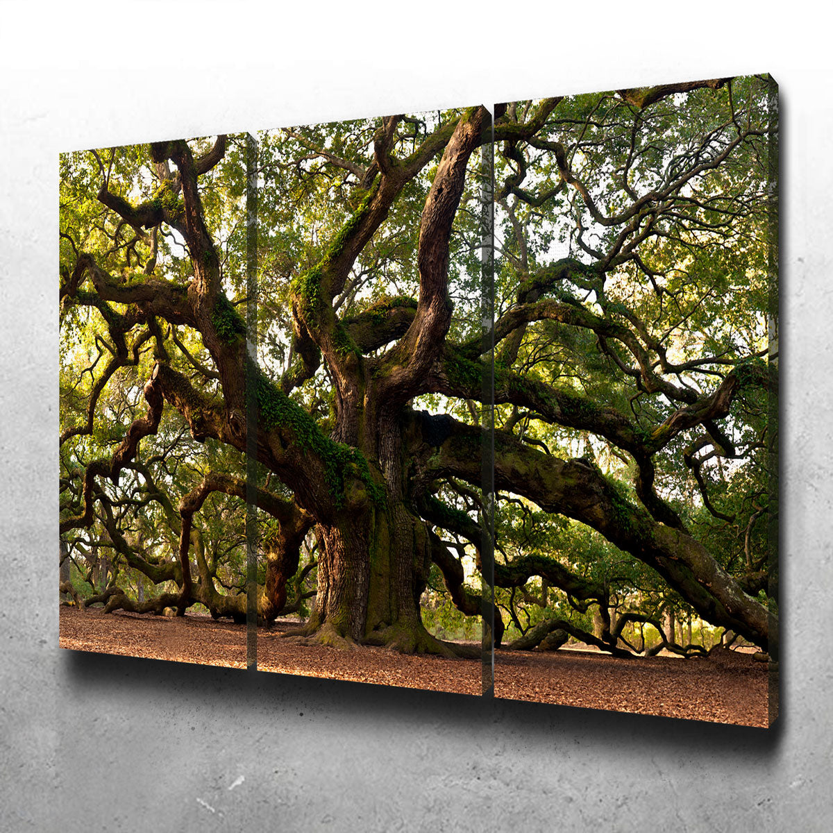 Charleston Angel Oak Canvas Set
