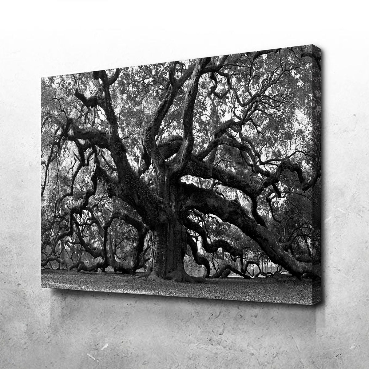 Charleston Angel Oak Canvas Set V2