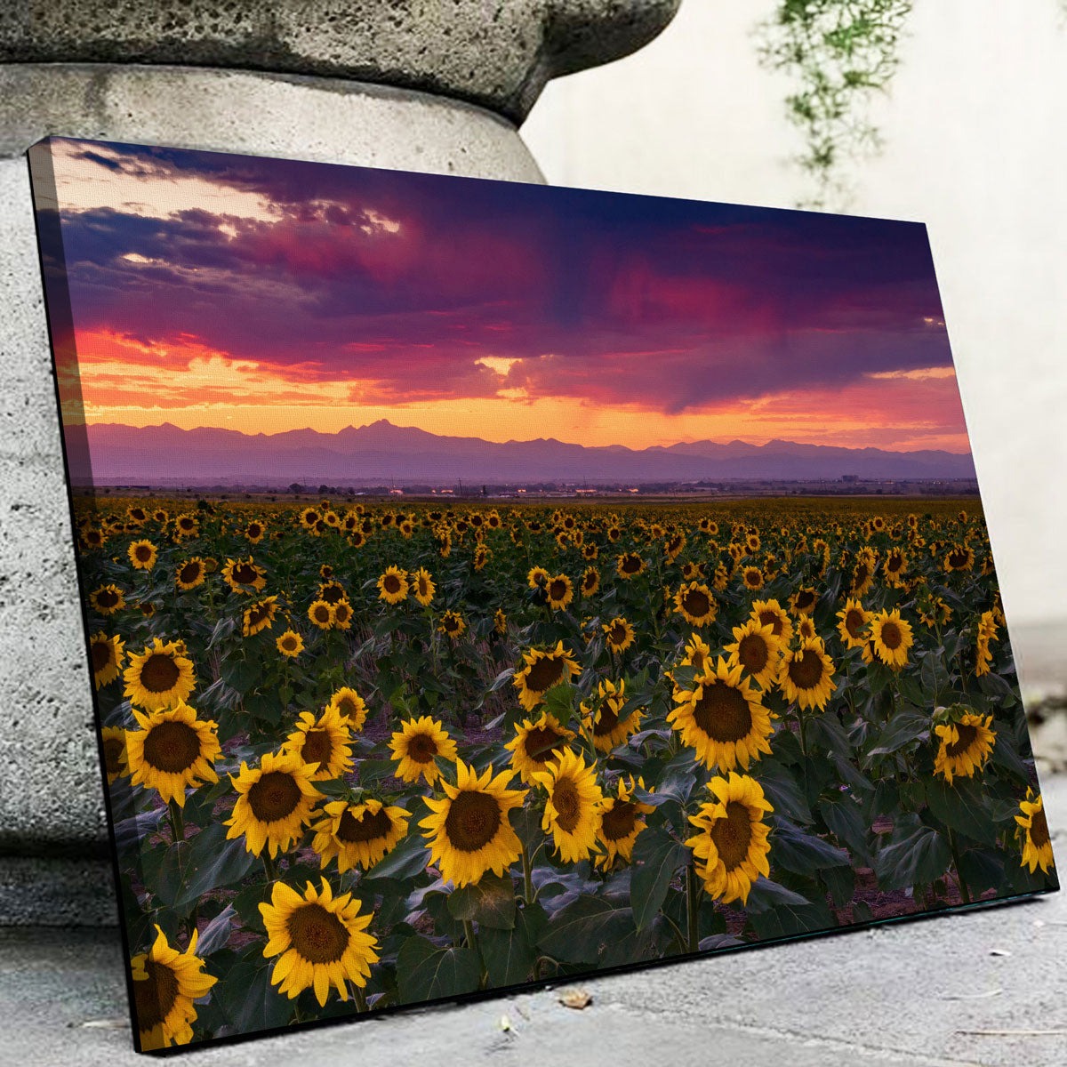 Colorado Sunflowers Wall Art