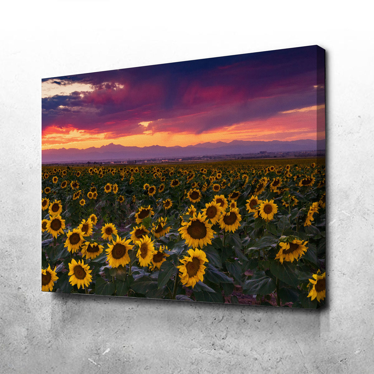 Colorado Sunflowers Wall Art