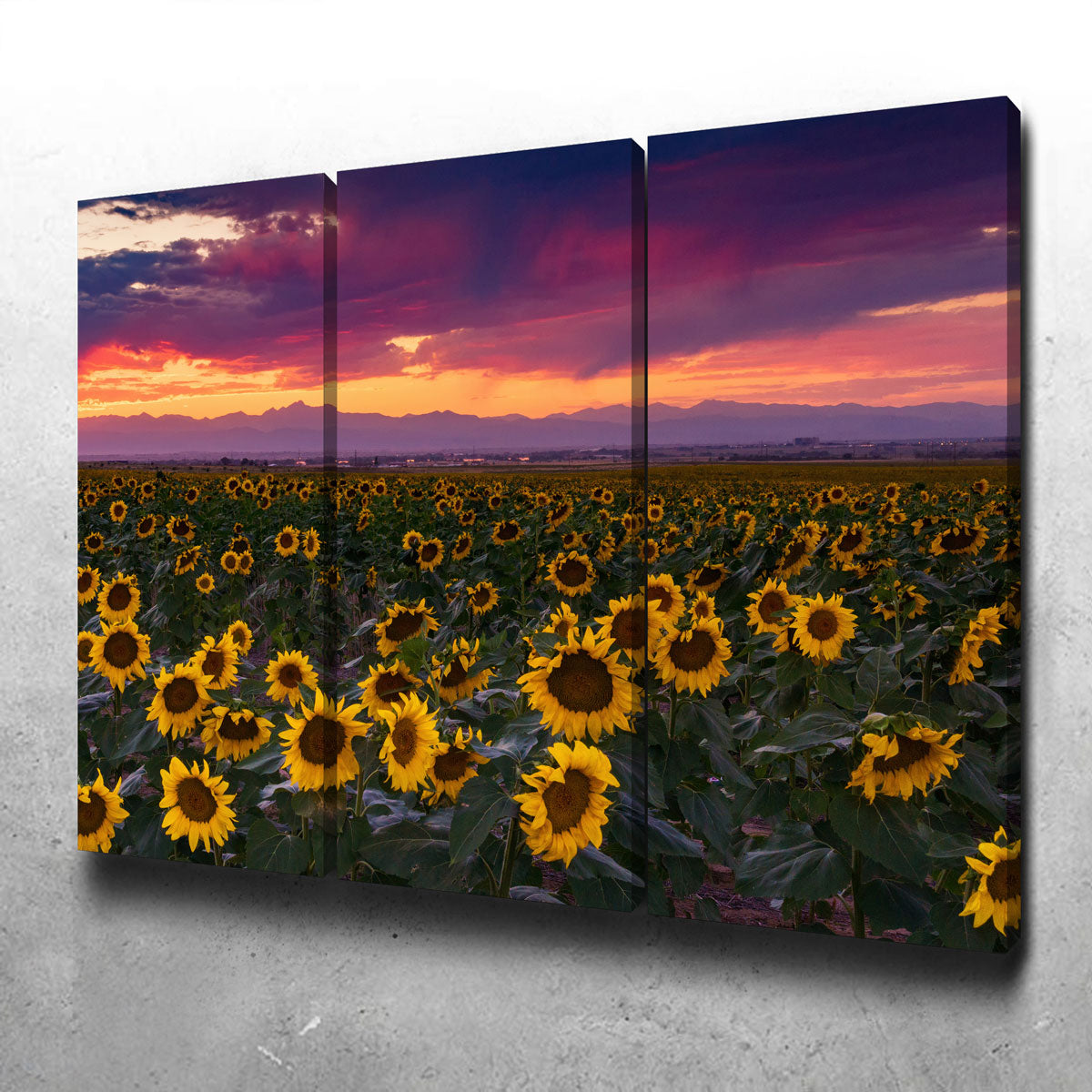 Colorado Sunflowers Wall Art