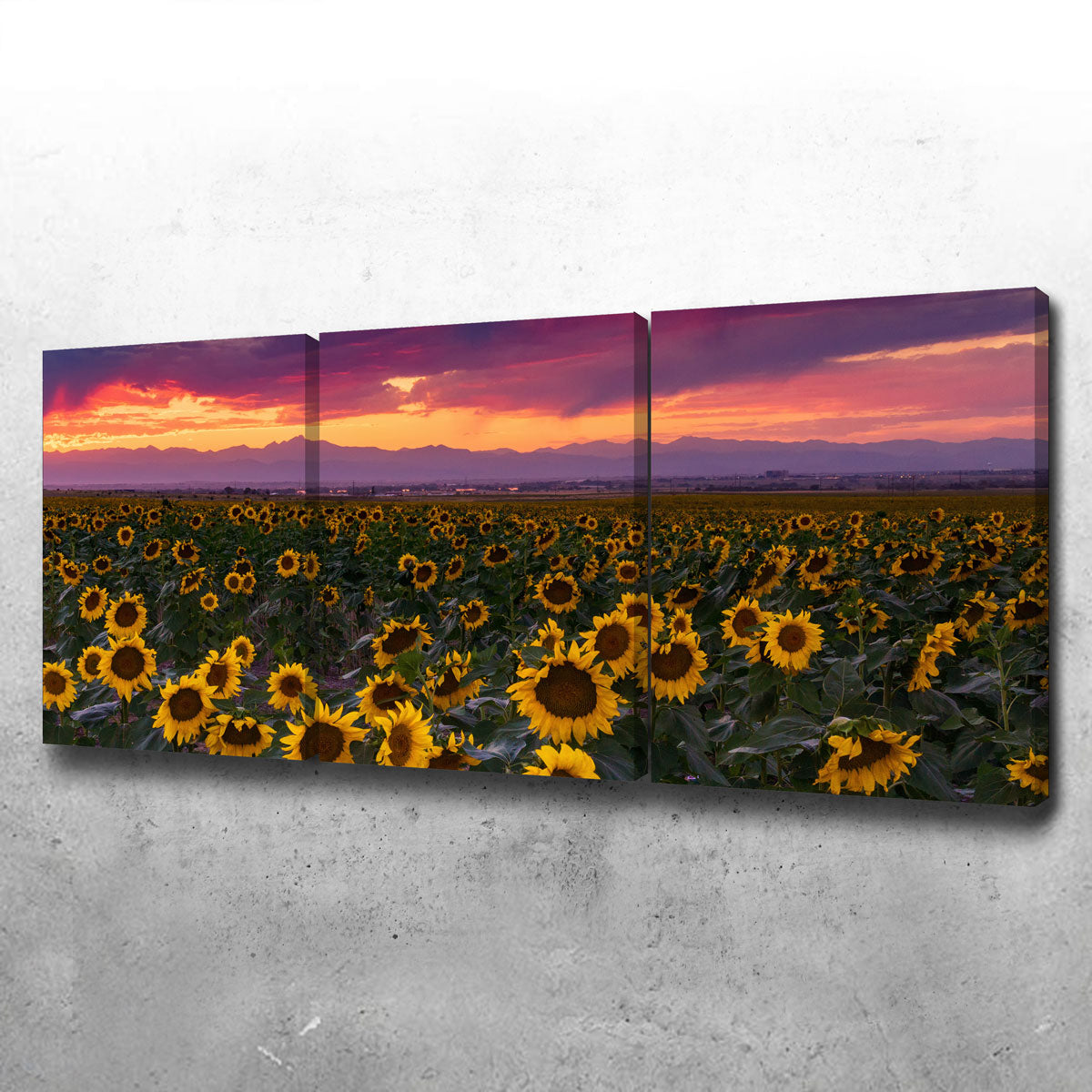 Colorado Sunflowers Wall Art