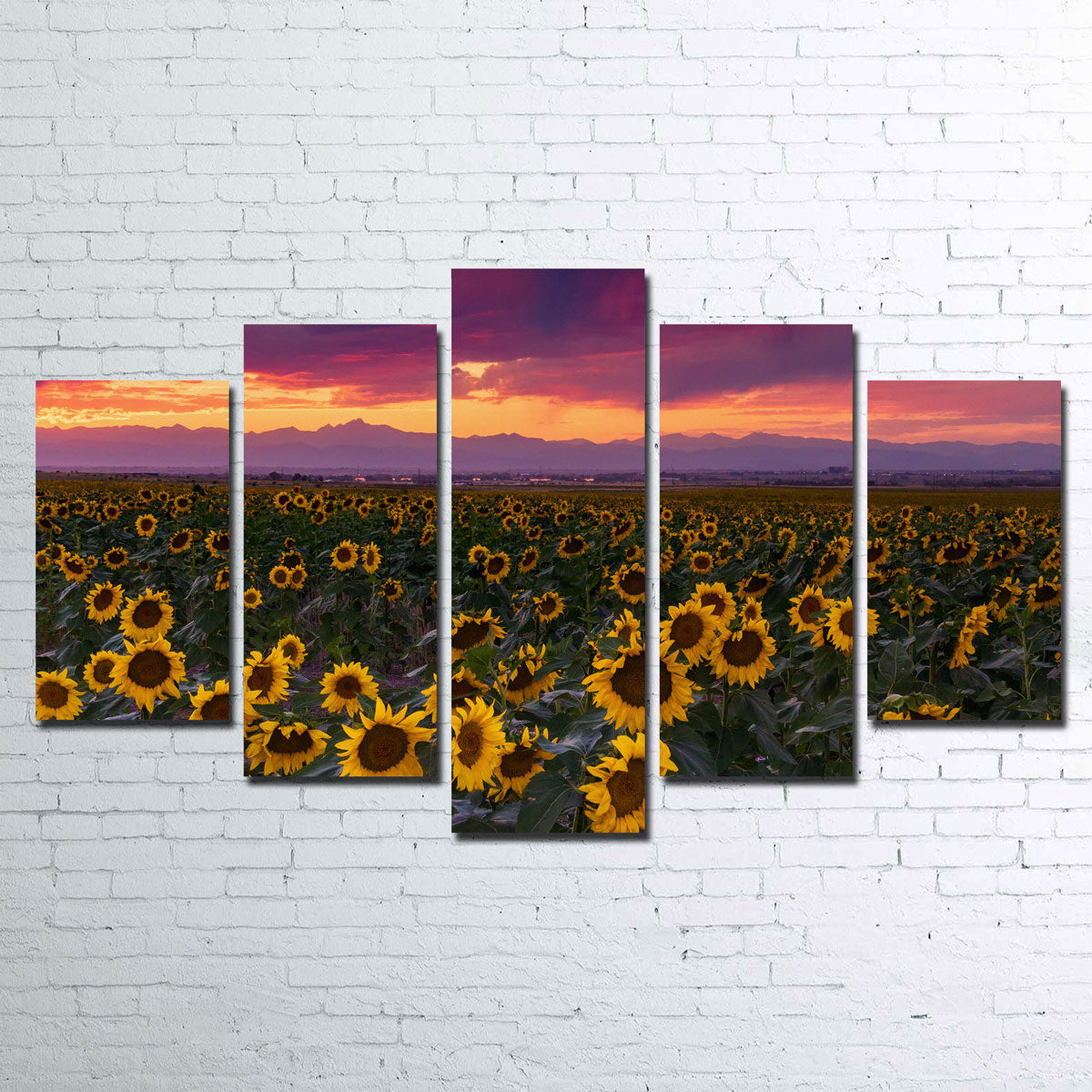 Colorado Sunflowers Wall Art