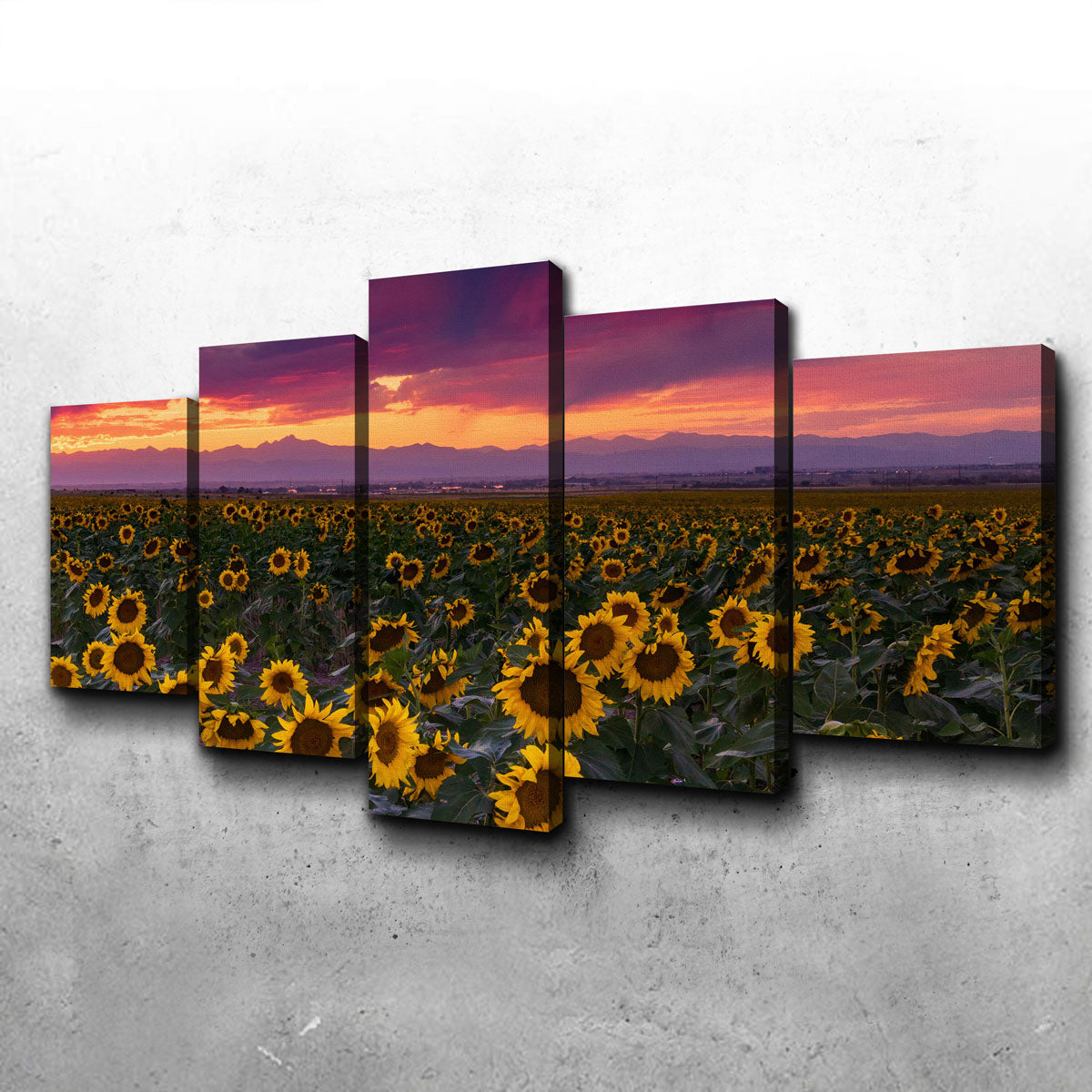 Colorado Sunflowers Wall Art