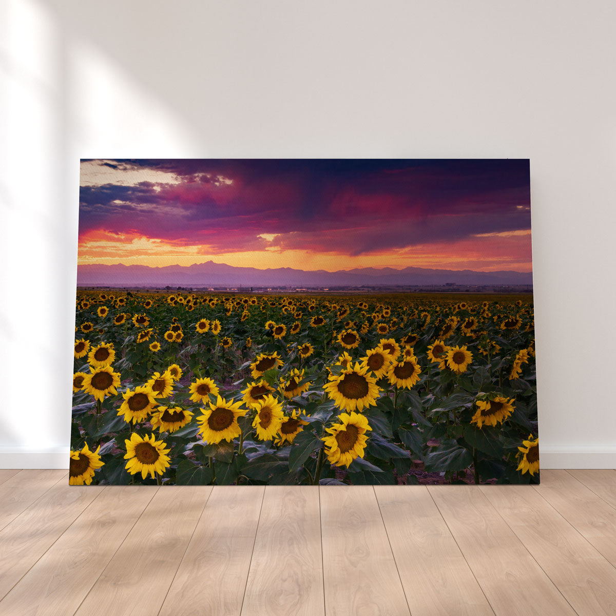 Colorado Sunflowers Wall Art