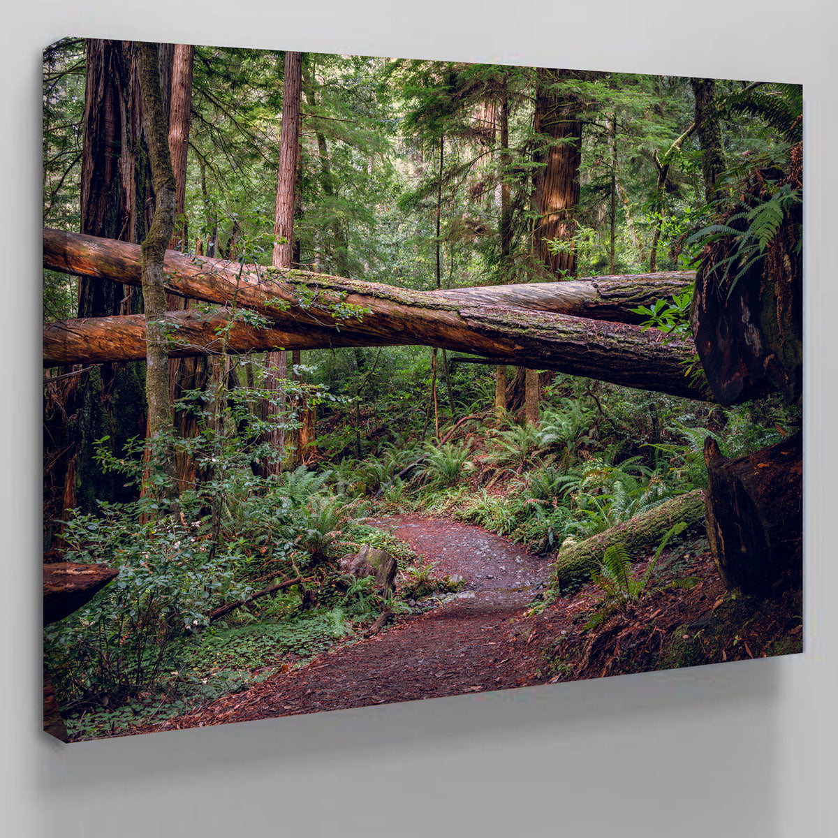 Crossed Trees Wall Art